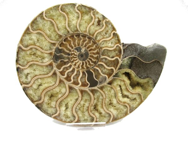 Madagascar Ammonite Pair #37 ~ 5.62" - Image 2