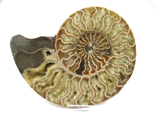 Madagascar Ammonite Pair #37 ~ 5.62" - Image 5