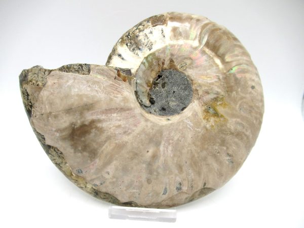 Madagascar Ammonite Pair #37 ~ 5.62" - Image 4