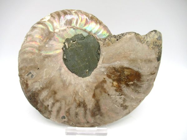 Madagascar Ammonite Pair #37 ~ 5.62" - Image 3