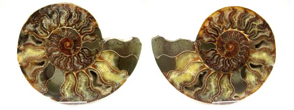 Madagascar Ammonite Pair #38 ~ 6.43"