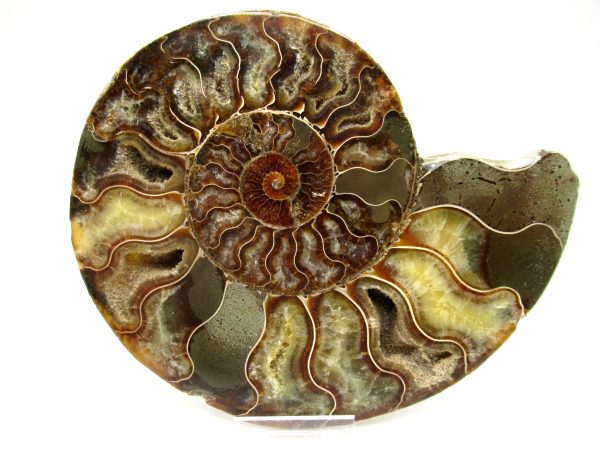 Madagascar Ammonite Pair #38 ~ 6.43" - Image 2