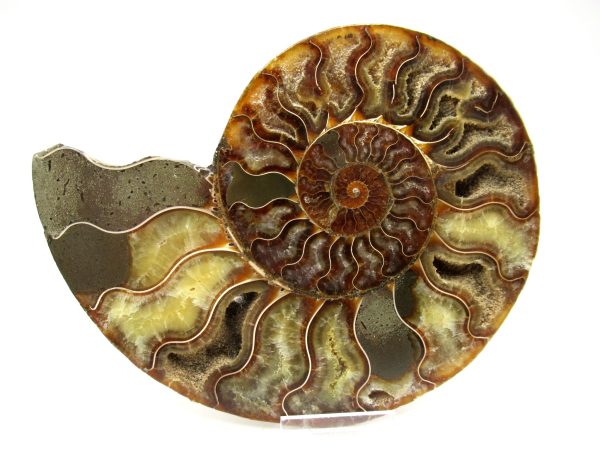 Madagascar Ammonite Pair #38 ~ 6.43" - Image 5