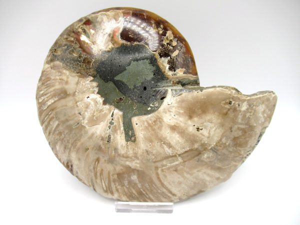 Madagascar Ammonite Pair #38 ~ 6.43" - Image 4