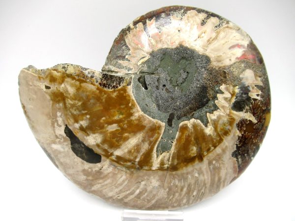 Madagascar Ammonite Pair #38 ~ 6.43" - Image 3