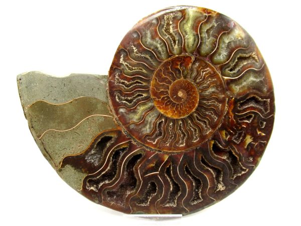 Madagascar Ammonite Pair #40 ~ 6.56" - Image 5