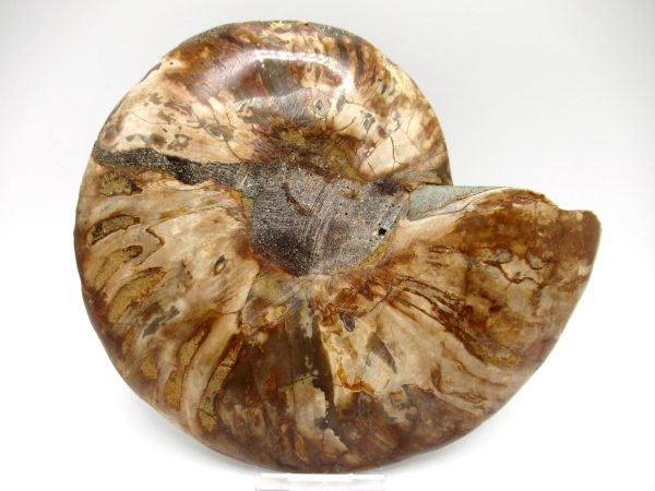 Madagascar Ammonite Pair #40 ~ 6.56" - Image 4