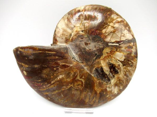 Madagascar Ammonite Pair #40 ~ 6.56" - Image 3