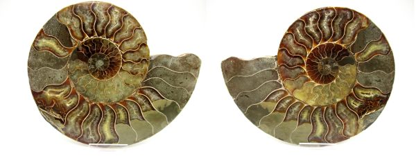 Madagascar Ammonite Pair #41 ~ 6.65"