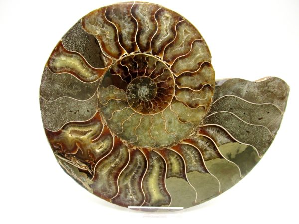 Madagascar Ammonite Pair #41 ~ 6.65" - Image 2