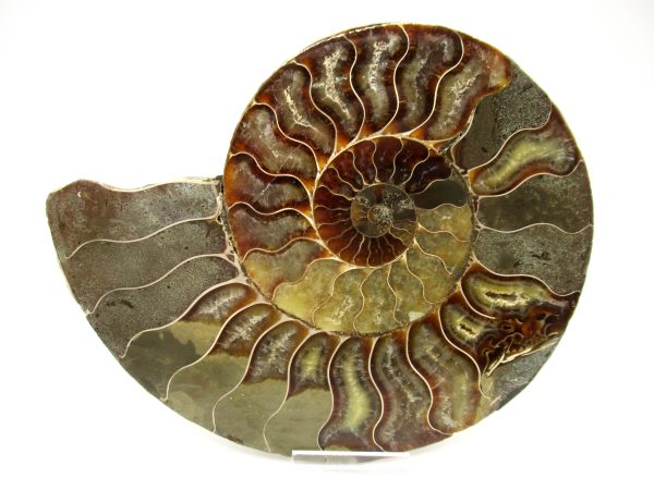 Madagascar Ammonite Pair #41 ~ 6.65" - Image 5