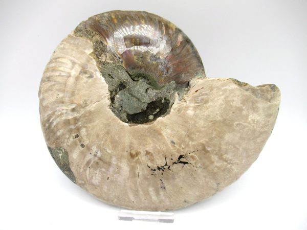 Madagascar Ammonite Pair #41 ~ 6.65" - Image 4