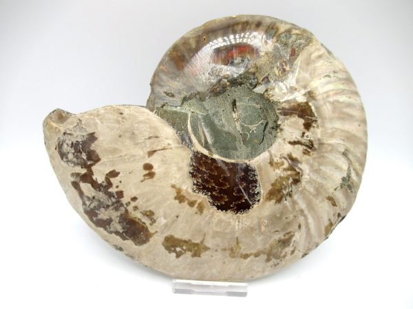 Madagascar Ammonite Pair #41 ~ 6.65" - Image 3