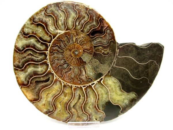 Madagascar Ammonite Pair #42 ~ 6.98" - Image 2