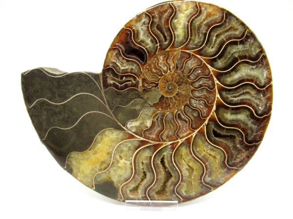 Madagascar Ammonite Pair #42 ~ 6.98" - Image 5