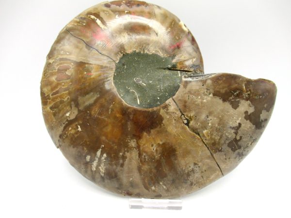 Madagascar Ammonite Pair #42 ~ 6.98" - Image 4