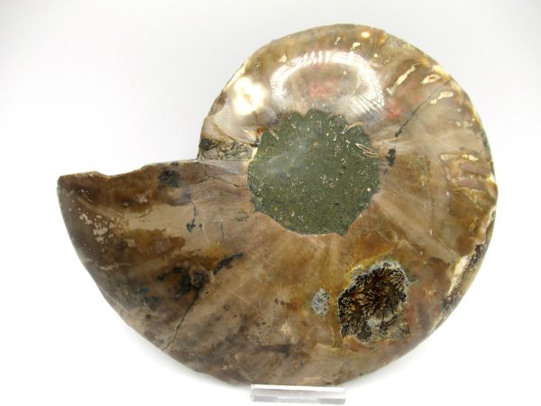 Madagascar Ammonite Pair #42 ~ 6.98" - Image 3