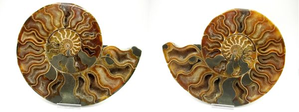 Madagascar Ammonite Pair #43 ~ 7.57"