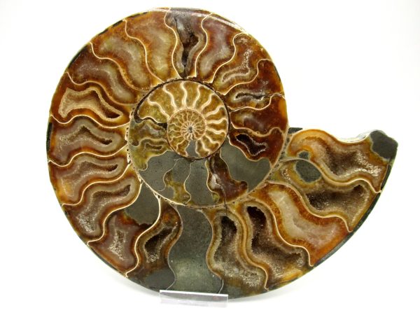 Madagascar Ammonite Pair #43 ~ 7.57" - Image 2