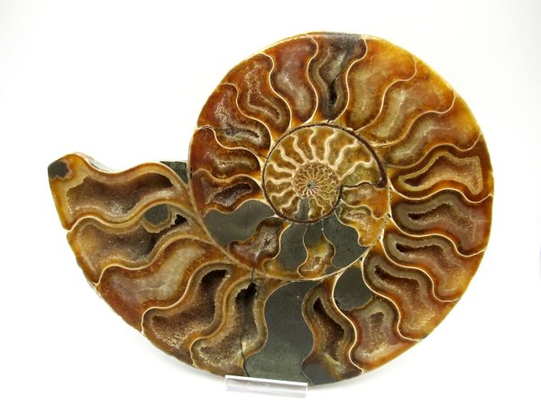 Madagascar Ammonite Pair #43 ~ 7.57" - Image 5