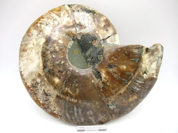 Madagascar Ammonite Pair #43 ~ 7.57" - Image 4