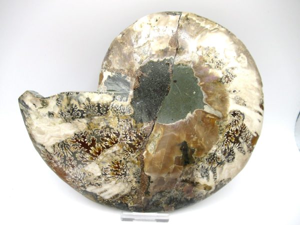 Madagascar Ammonite Pair #43 ~ 7.57" - Image 3