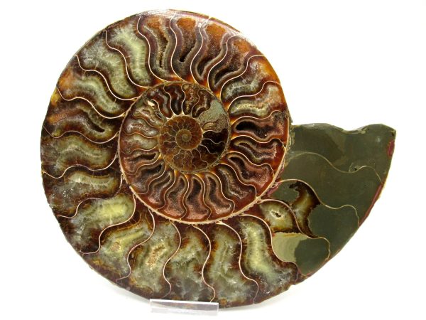 Madagascar Ammonite Pair #44 ~ 7.76" - Image 2