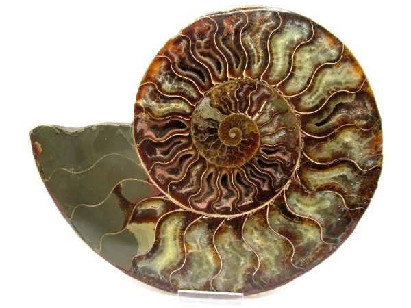 Madagascar Ammonite Pair #44 ~ 7.76" - Image 5