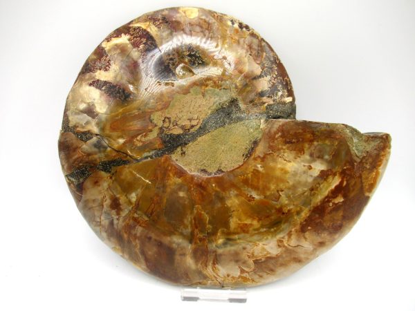 Madagascar Ammonite Pair #44 ~ 7.76" - Image 4