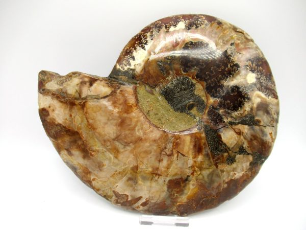 Madagascar Ammonite Pair #44 ~ 7.76" - Image 3