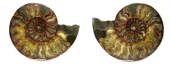 Madagascar Ammonite Pair #45 ~ 7.44"