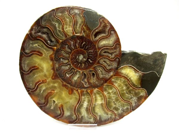 Madagascar Ammonite Pair #45 ~ 7.44" - Image 2