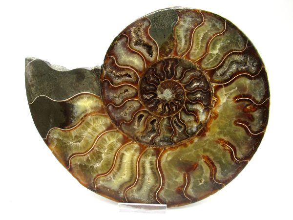 Madagascar Ammonite Pair #45 ~ 7.44" - Image 5