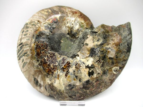 Madagascar Ammonite Pair #45 ~ 7.44" - Image 4