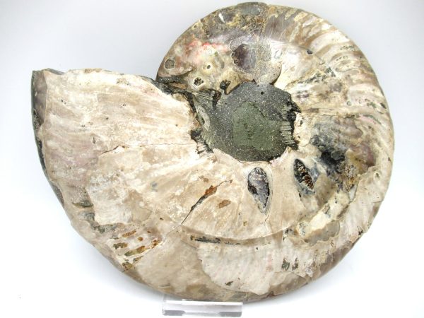 Madagascar Ammonite Pair #45 ~ 7.44" - Image 3