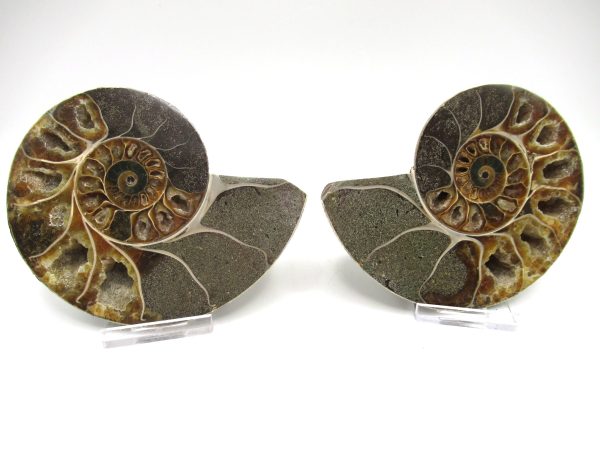 Madagascar Ammonite Pair #48 ~ 4.25"