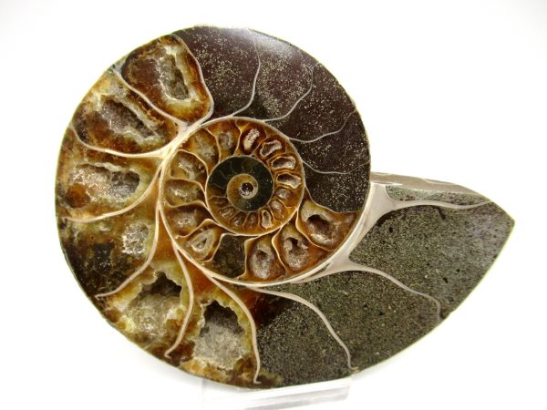 madagascar cretaceous ammonite pair 48a