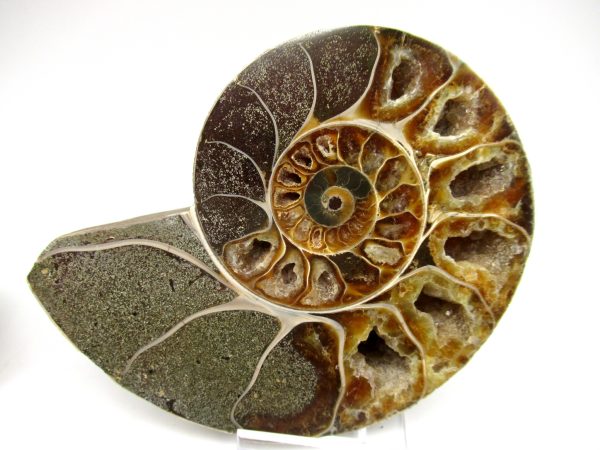 Madagascar Ammonite Pair #48 ~ 4.25" - Image 4