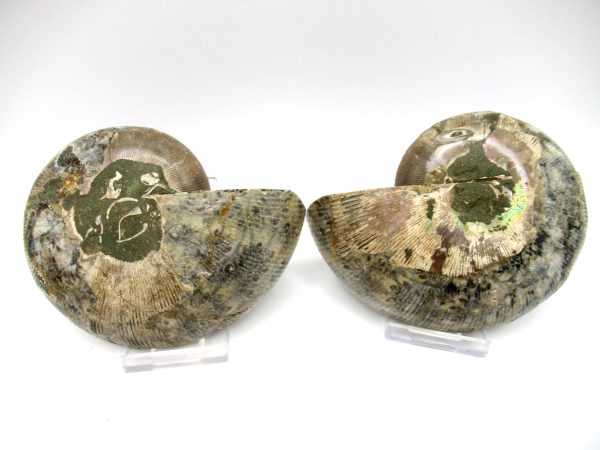 Madagascar Ammonite Pair #48 ~ 4.25" - Image 3