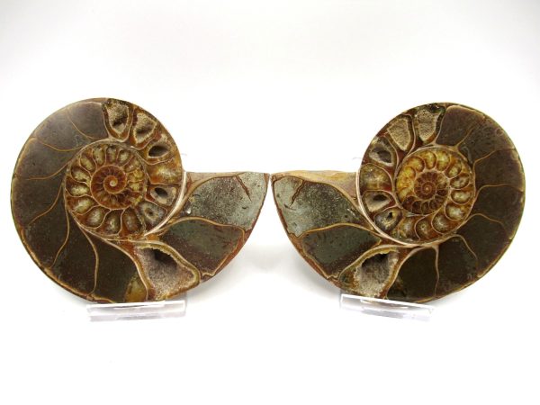 Madagascar Ammonite Pair #49 ~ 4.14"