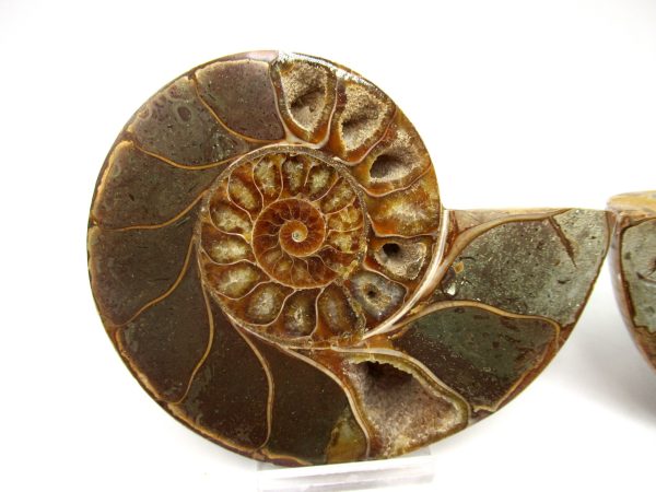 Madagascar Ammonite Pair #49 ~ 4.14" - Image 2