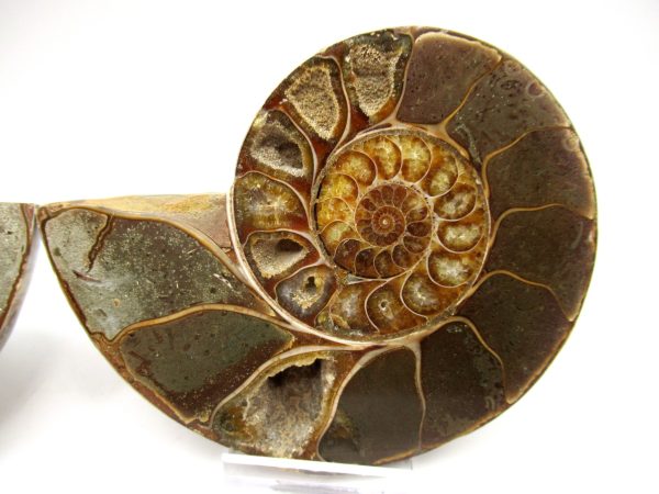 Madagascar Ammonite Pair #49 ~ 4.14" - Image 4