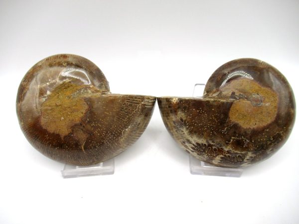 Madagascar Ammonite Pair #49 ~ 4.14" - Image 3