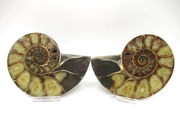 Madagascar Ammonite Pair #50 ~ 4.45"