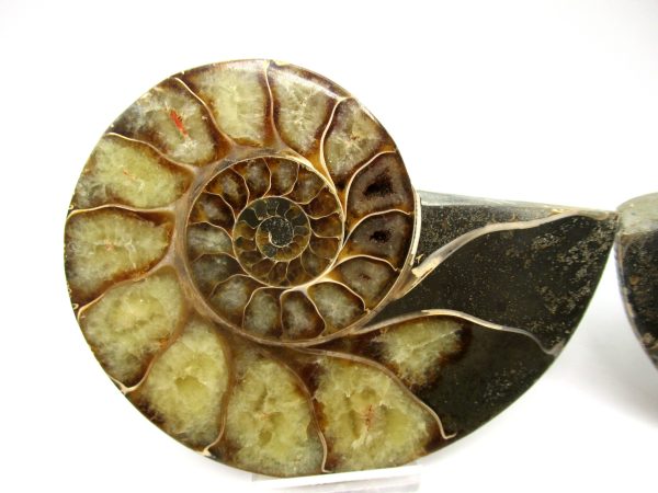 Madagascar Ammonite Pair #50 ~ 4.45" - Image 2