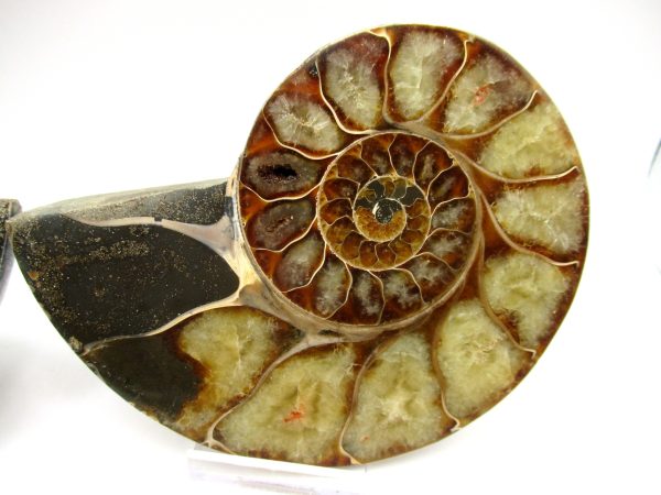 Madagascar Ammonite Pair #50 ~ 4.45" - Image 4