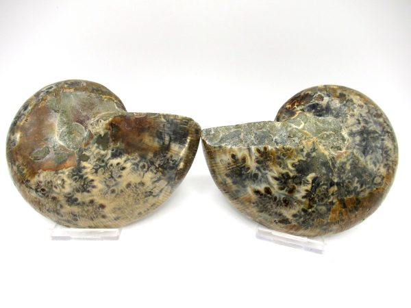 Madagascar Ammonite Pair #50 ~ 4.45" - Image 3