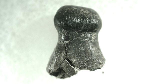 Brachychampsa Alligatoroid Tooth #4