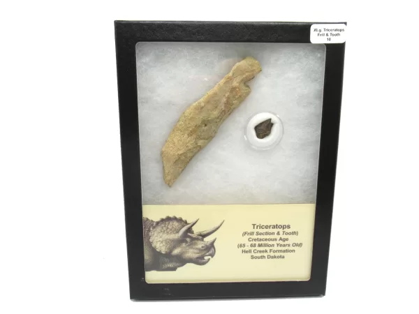 Genuine Cretaceous Age Set of Triceratops Frill and Tooth Fossils for Sale from South Dakota #10a X Large