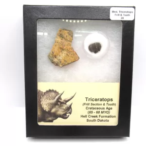 Genuine Cretaceous Age Set of Triceratops Frill and Tooth Fossils for Sale from South Dakota #28a